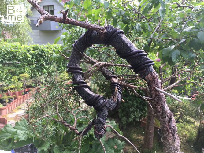 scots pine trunk bend